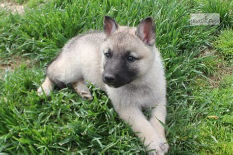 German shepherds were originally used as herders and to guard flocks against. Darma Akc: German Shepherd puppy for sale near Fayetteville, Arkansas. | 112686e4a1