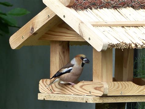 Vögel brauchen gar nicht so viel, um im winter gut über die runden zu kommen und sich auch im sommer wohlzufühlen. Was kann man tun, um den Vögeln im eigenen Garten zu helfen?