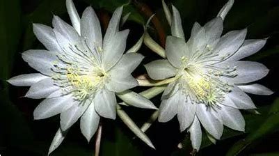 Maybe you would like to learn more about one of these? Jenis Jenis Bunga Anggrek Termahal Dan Langka | Bertanam