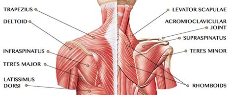 Some muscles are named for what seem to be strange reasons. Shoulder Safety