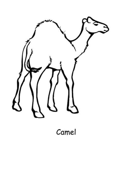 Related wallpaper for camel coloring pages printable. Camel Pictures To Print - Cliparts.co