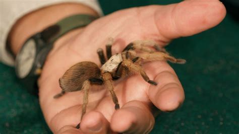 Rose hair tarantulas, considered a good beginner spider, are very temperamental, mine bit me after months of handling, bite wasn't awful which makes a better pet, a tarantula or a scorpion? 3 Best Tarantula Breeds for Beginners | Pet Tarantulas ...