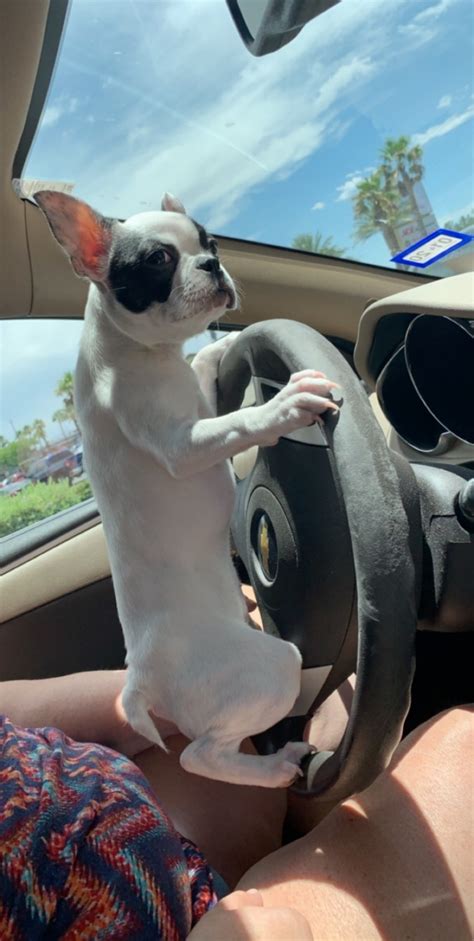 All of our pups are hand raised in our home and are treated as a part of our family until they become a we have a couple of american kennel club reg french bull dog pups who will be looking for forever homes. French Bulldog Puppies For Sale | Las Vegas, NV #317414
