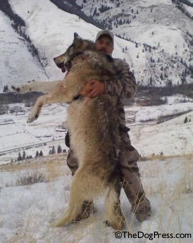 Two german 18yo schoolgirls in big gangbang. WHAT IS A WOLF HYBRID? | TheDogPress