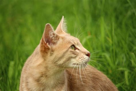Cat grass is not a specific kind of plant, but a grass mixture that is grown from seeds, such as wheat, barley, oats or rye. Free picture: grass, animal, cute, nature, grass, cat, fur ...