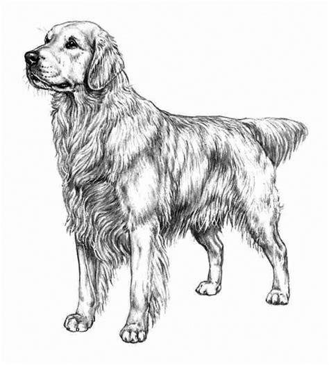 Cute puppy with a bow. Golden Retriever Coloring Pages | Dog coloring page, Puppy ...