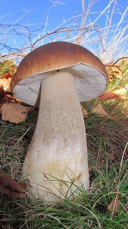 Find the perfect boletus satanas stock photos and editorial news pictures from getty images. Pin by Elizeusz Jusiak on GRZYBY | Stuffed mushrooms ...
