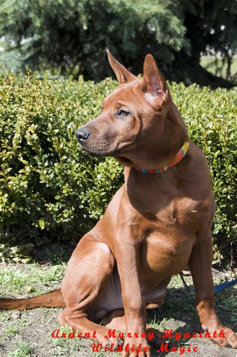 Diana@loveyourridgeback.com for puppy pictures, information and to get on our list. Thai Ridgeback, Unmistakable Thai Ridgeback Puppies, Dogs ...