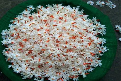 All flowers name in bengali. FLORICULTURE: Perennial Flowers