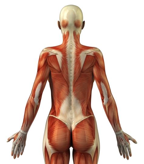 There are around 650 skeletal muscles within the typical human body. 14 Day Perfect Booty