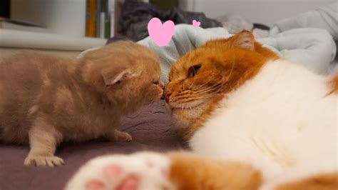 127k views · may 10. 아빠 고양이와 친해지기 Daddy cat & Baby cat 탐묘생활 - YouTube