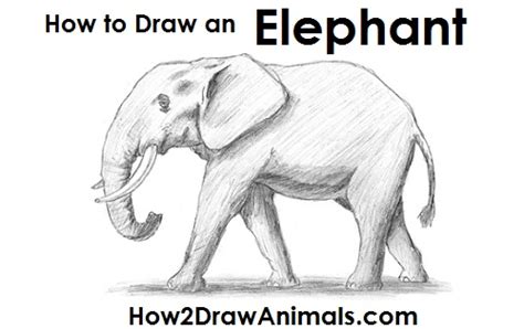 If so, follow this guide on how to draw an elephant step by step. How to Draw an African Elephant