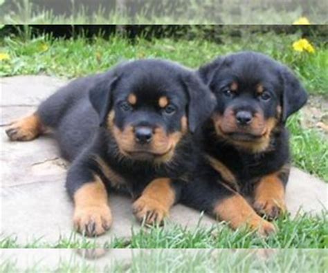 The price of a rottweiler dog varies based on various parameters: 99+ Rottweiler Puppies For Sale Indiana - l2sanpiero