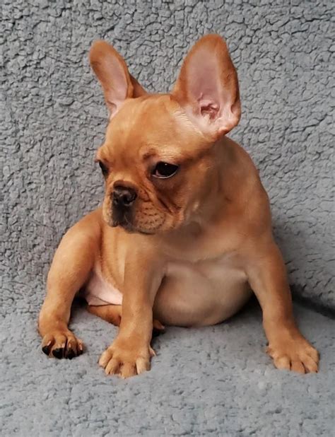 Find a french bulldog puppy from reputable breeders near you and nationwide. Mini Apricot Fawn Female French Bulldog puppy | French ...