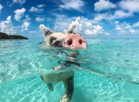 Toutes les vidéos porno de bizarre que tu puisses t'imaginer, rangées selon les votes des utilisateurs. L'ÎLE AUX COCHONS : l'incroyable plage des Bahamas - Highlevelcom.be