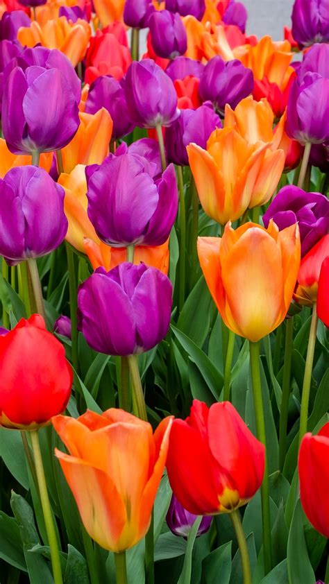 1080x1920 Tulips flowers, multicolored, bloom wallpaper | Tulips ...