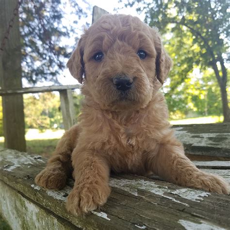 Our pups are around us from the time they are born to give them an ease around humans and a love for the people. Goldendoodle Breeders | Stanfield, NC