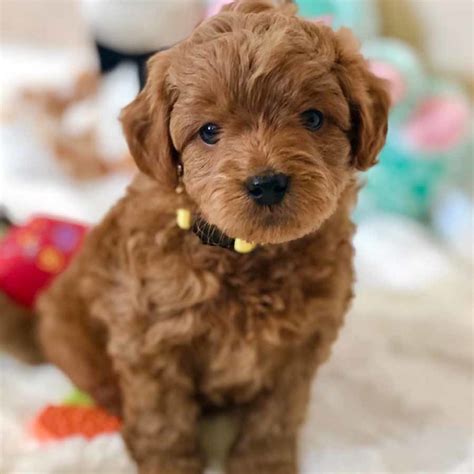 Puppies can go home december 17,18,19 or 20th. Goldendoodles - Teacup Goldendoodle puppies - Precious ...