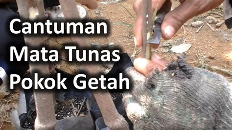 Cara cantuman baji anak pokok durian. Teknik Membuat Cantuman Mata Tunas Pokok Getah - YouTube