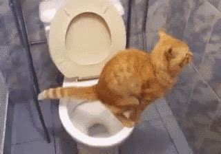 Animated images of funny cats in gif format. Cagata GIF - Cat Toilet Potty - Discover & Share GIFs