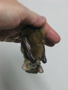 The bumblebee bat is the smallest mammal in the world! The Bumblebee Bat (aka Kitti's Hog-nosed Bat) | Bumblebee ...