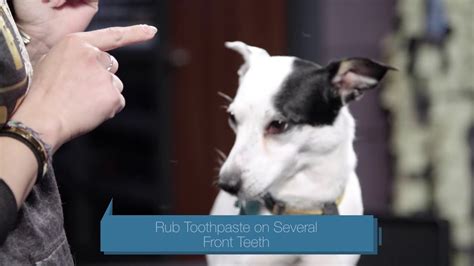 We did not find results for: How to Brush Your Dog's Teeth - YouTube