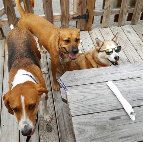 As a reminder, los angeles city residents may have up to three registered dogs and three cats in their home without. Things to Do with Your Pet in Virginia Beach