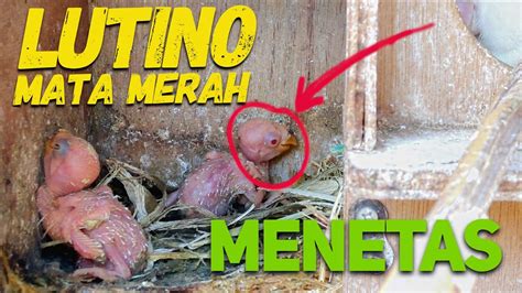 Ternyata, makna memimpikan pocong bagus menurut primbon jawa. Anak Lovebird Mata Merah Menetas Lagi - YouTube