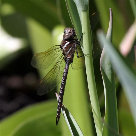 Black eyed susan is a great choice to attract dragonflies. Tips For Attracting Dragonflies - What Plants Attract ...