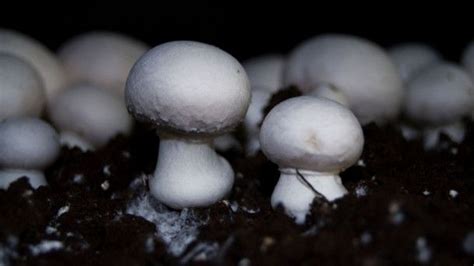 Thus it would make sense that uv bulbs, alongside regular grow lights, would increase trichome production. UV light flashes can super charge vitamin D in mushrooms ...