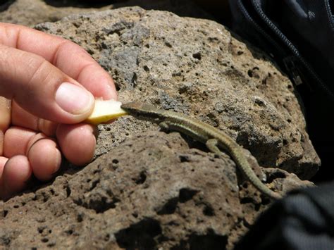 Maybe you would like to learn more about one of these? Was Fressen Eidechsen Im Garten Für deinen nächsten Reno ...