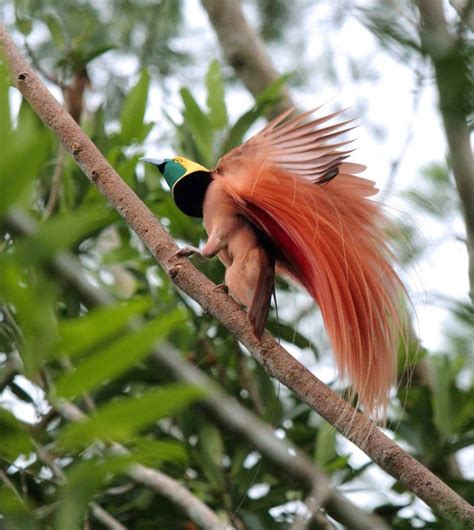 Burung anggota keluarga ini dikenal karena bulu burung jantan pada banyak jenisnya. Burung Cendrawasih (ASAL, CIRI, JENIS, HABITAT, GAMBAR)