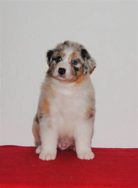 Auf dieser seite finden sie links zu australian shepherd züchtern und australian shepherd seiten in aller welt. Litter A - Black Diamond River australian shepherd kennel