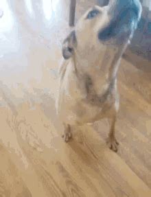 He sits, plays fetch and he can move at super speed, bark at incredible volume and speak like a human being! Dog Barking GIFs | Tenor