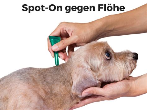 Hat mein Hund Flöhe? Schnelltest mit Papier, Wasser und ...