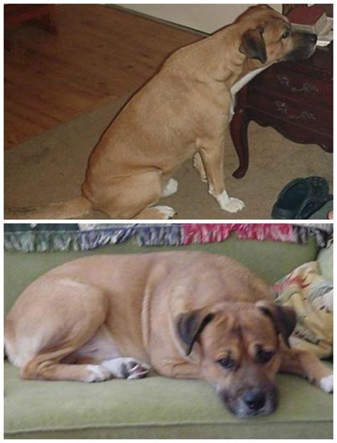 The objectives of this mod are: Lost, Missing Dog - Mix - Lee/Madison area, FL, USA 32059 ...