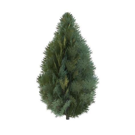 Noted for its rapid growth and slender shape, the leyland cypress has found wide popularity over a large range of the united states. Leyland cypress tree 3d model 3ds max files free download ...