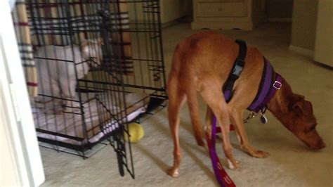 A breeder is not your only option for acquiring a sphynx. Hunter - an Italian Greyhound (for adoption) meets Sphynx ...