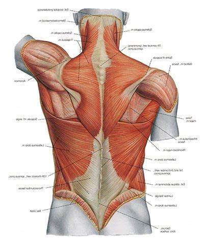 Back muscles diagram for massage. How to Fix Lower Back Muscle Strain? Spinal Backrack