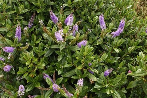 Maybe you would like to learn more about one of these? Hebe speciosa 'Azure' |Maryflower