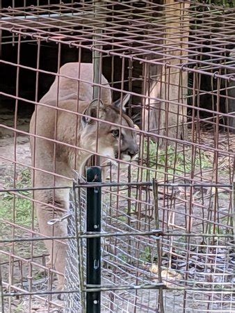 Big cat rescues offers hundreds of items for purchase to help fund the care of rescued lions, tigers, and other exotic cats. Big Cat Rescue (Tampa) - 2019 All You Need to Know BEFORE ...