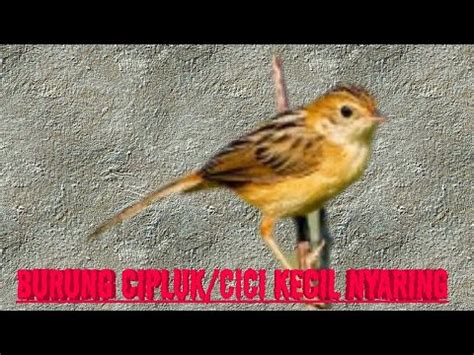 If you like video please. Vidio Suara Cici Padi Betina : Gambar Burung Ruak Ruak ...