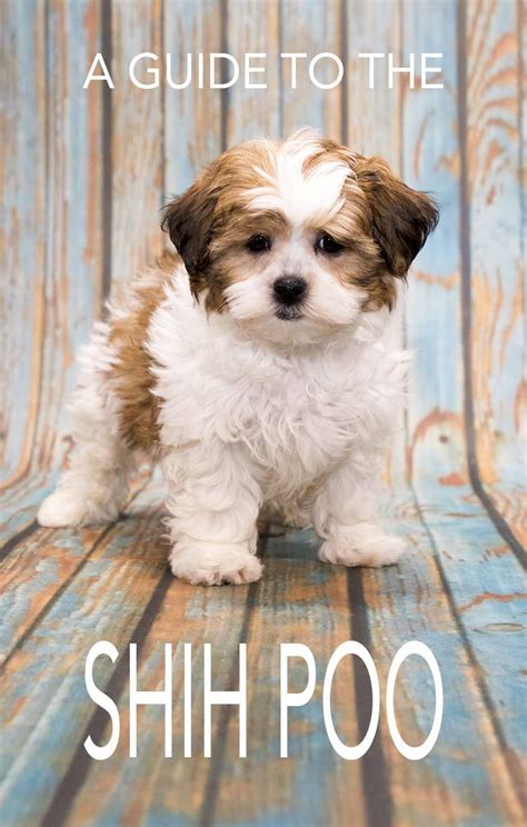 We have cavachon puppies for sale available now. Shih Tzu Toy Poodle Mix For Sale Near Me