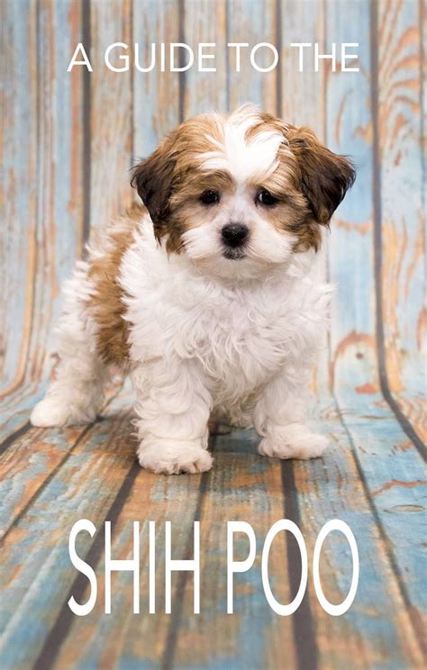 Shih Tzu Toy Poodle Mix For Sale Near Me