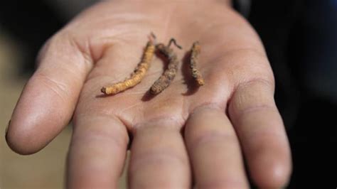 Buy cordyceps sinensis, ophiocordyceps sinensis, caterpillar fungus yarshagumba. Kenali Yarsagumba, Kulat "Ubat Kuat" Yang Lebih Mahal ...