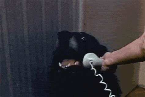 The dog begs to go out in the pouring rain. Dog Phone GIFs - Find & Share on GIPHY