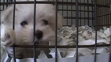 I dont want to order one. Puppy Mills Supplying NY Pet Stores - YouTube