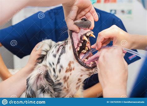Dog Intubated In Surgery Room Of Veterinary Clinic Stock ...