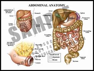 Upper Abdominal Anatomy S A Medical Graphics