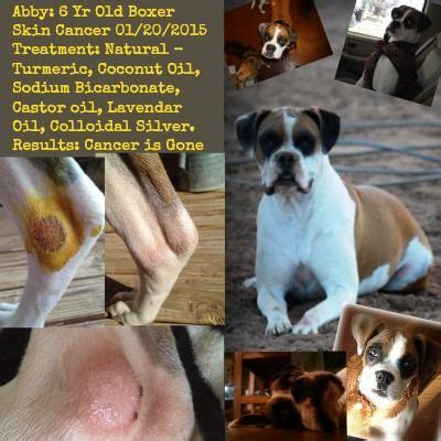 General symptoms of cancer in cats. Can a Simple Mixture of Turmeric and Coconut Oil Shrink ...